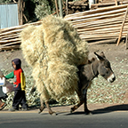 Donkey with hay